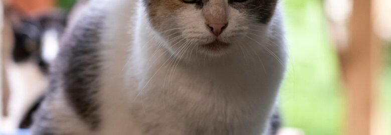 Dovanojama katė Panevėžyje – Radvė