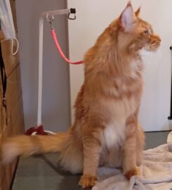 Šunų ir kačių kirpimas Vilniuje Užupyje