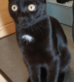 Šunų ir kačių kirpimas Vilniuje Užupyje