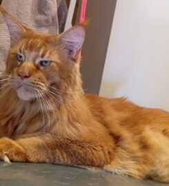 Šunų ir kačių kirpimas Vilniuje Užupyje