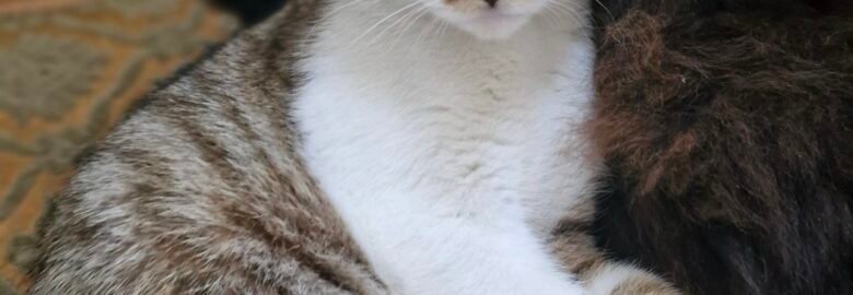 Dovanojamas katinėlis Panevėžyje – Milo