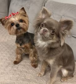 Šunų ir kačių kirpimas Vilniuje Užupyje