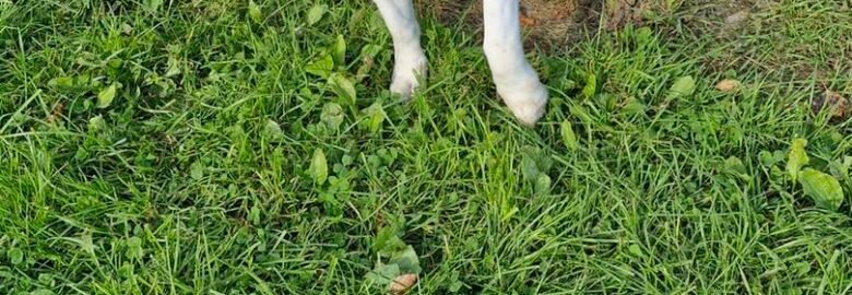 Dovanojamas šuo Panevėžyje