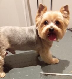 Šunų ir kačių kirpimas Vilniuje Užupyje