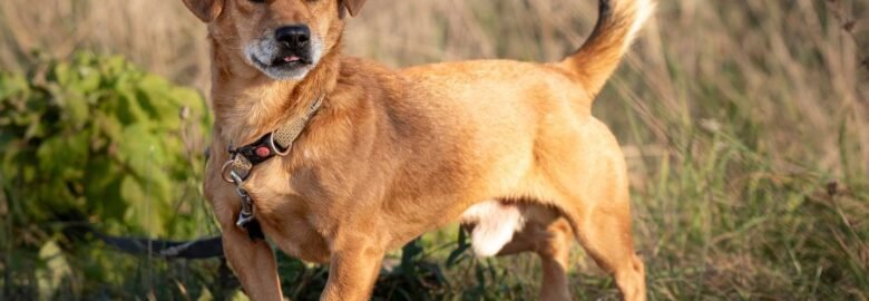 Dovanojamas šuo Panevėžyje – Polis