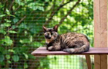 Dovanojama katė Panevėžyje – Fiona