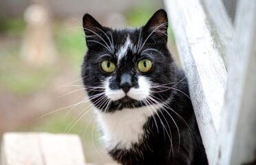 Dovanojama katė Panevėžyje – Rene