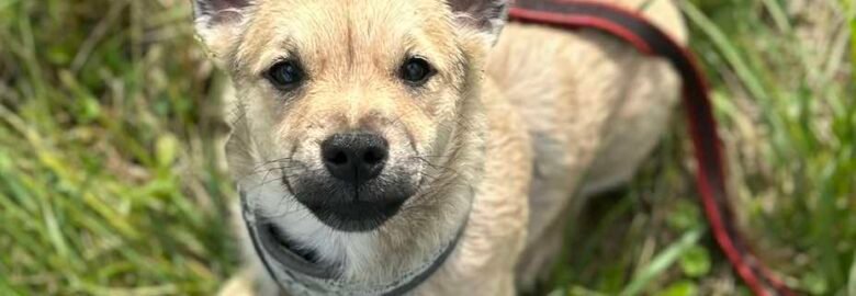 Dovanojama kalytė Panevėžyje – Solė