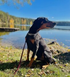 Šunų vedžiojimas Vilniuje ·