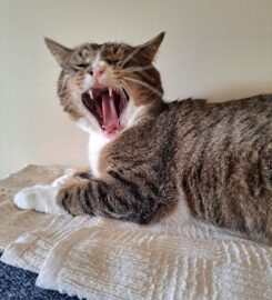 Dovanojamas katinas Kaune – Fredis