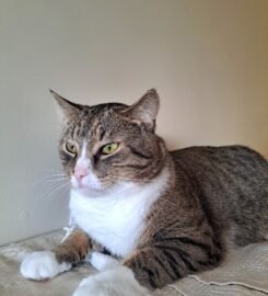 Dovanojamas katinas Kaune – Fredis