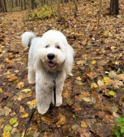 Šunų vedžiojimas Vilniuje ·