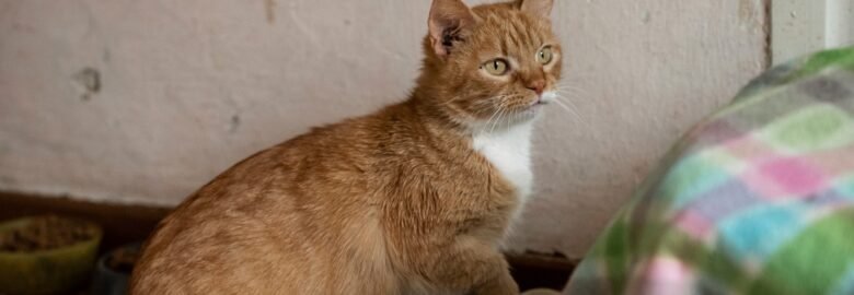 Dovanojama katė Panevėžyje – Rudė