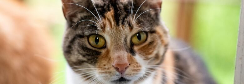 Dovanojama katė Panevėžyje – Tonė