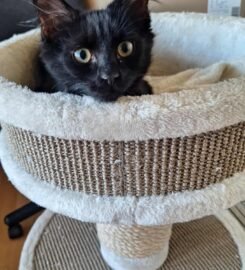 Dovanojami kačiukai Kaune