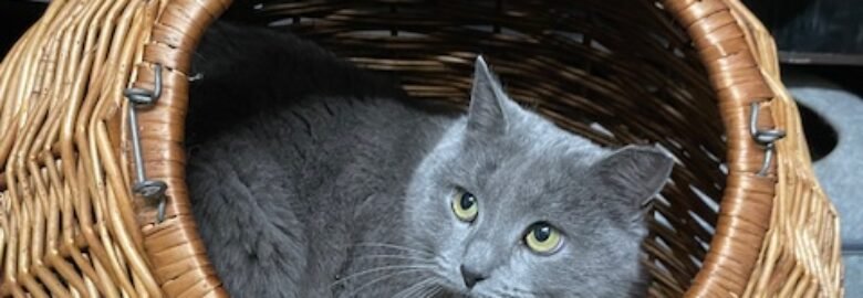 Dovanojama katė Panevėžyje – Mavi