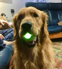 Išmanus Kamuolys šunims PE