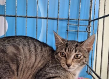 Dovanojama katė Kaune – Aronija