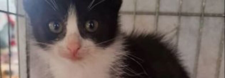 Dovanojama katė Mažeikiuose