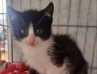 Dovanojama katė Mažeikiuose