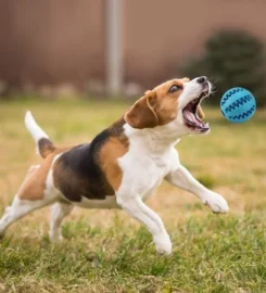 Skanėstų kamuoliukas šunims
