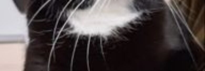 Dovanojama katė Mažeikiuose