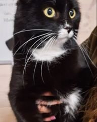 Dovanojama katė Mažeikiuose