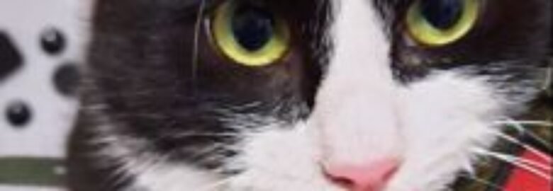 Dovanojama katė Mažeikiuose