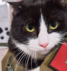 Dovanojama katė Mažeikiuose