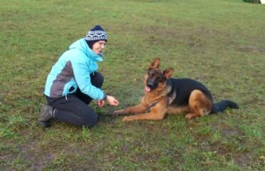 Šunų auklėjimas trenerio namuose