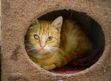 Dovanojama katė Kaune – Anupras