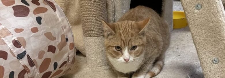 Dovanojama katė Kaune – Aritas