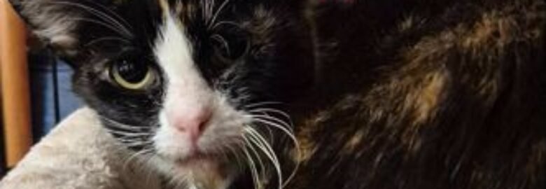 Dovanojama katė Mažeikiuose