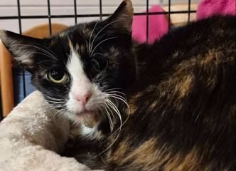 Dovanojama katė Mažeikiuose