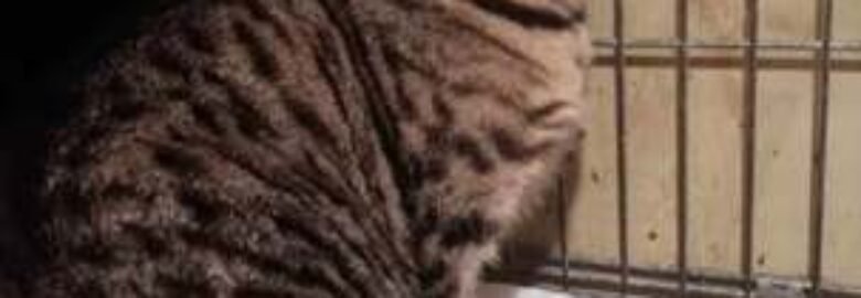 Dovanojama katė Mažeikiuose