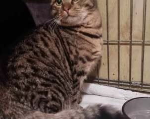 Dovanojama katė Mažeikiuose