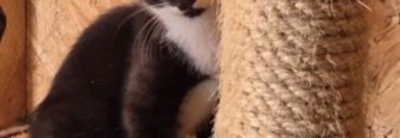 Dovanojama katė Mažeikiuose