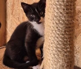 Dovanojama katė Mažeikiuose