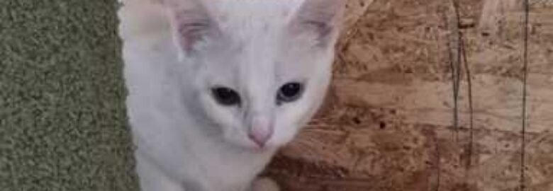 Dovanojama katė Mažeikiuose