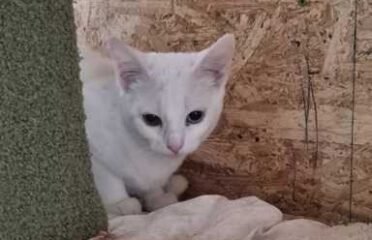 Dovanojama katė Mažeikiuose