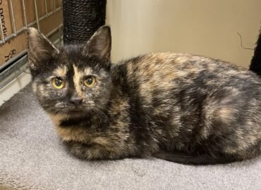 Dovanojama katė Kaune – Benita