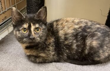 Dovanojama katė Kaune – Benita