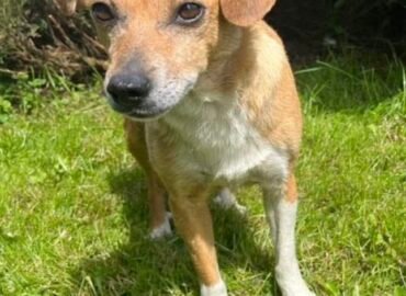 Dovanojama kalytė Šiauliuose