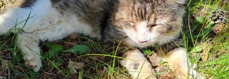 Katinas ieško namų Šiauliuose – Tamiras