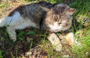 Katinas ieško namų Šiauliuose – Tamiras