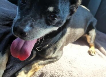 Dovanojamas šuo iš Verbūnų, Šiaulių raj