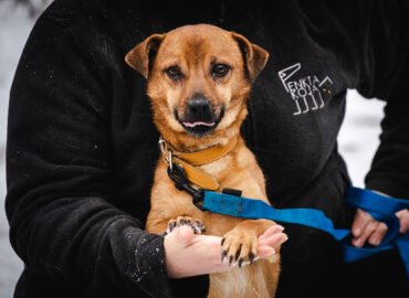 Šuo ieško namų Linksmakalnyje – Čioko