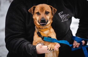 Šuo ieško namų Linksmakalnyje – Čioko