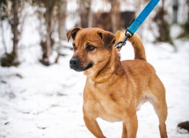 Šuo ieško namų Linksmakalnyje – Čioko