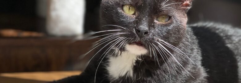 Dovanojamas katinėlis Panevėžyje – Caris